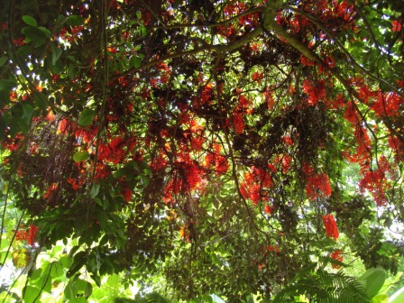 Flowering trees Hawaii